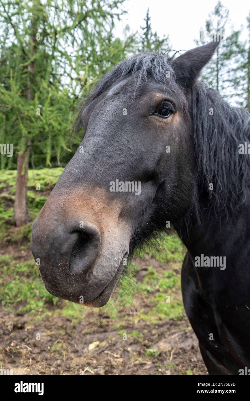 Portrait of a beautiful cold-blooded horse, South Tirol Stock Photo