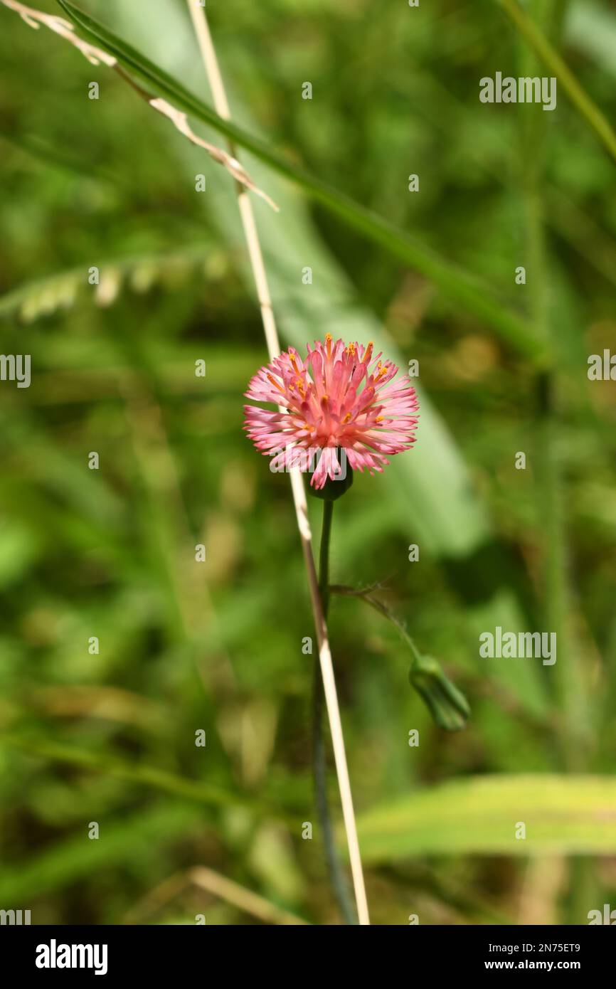 Serralhinha - Nothoscordum striatum Stock Photo