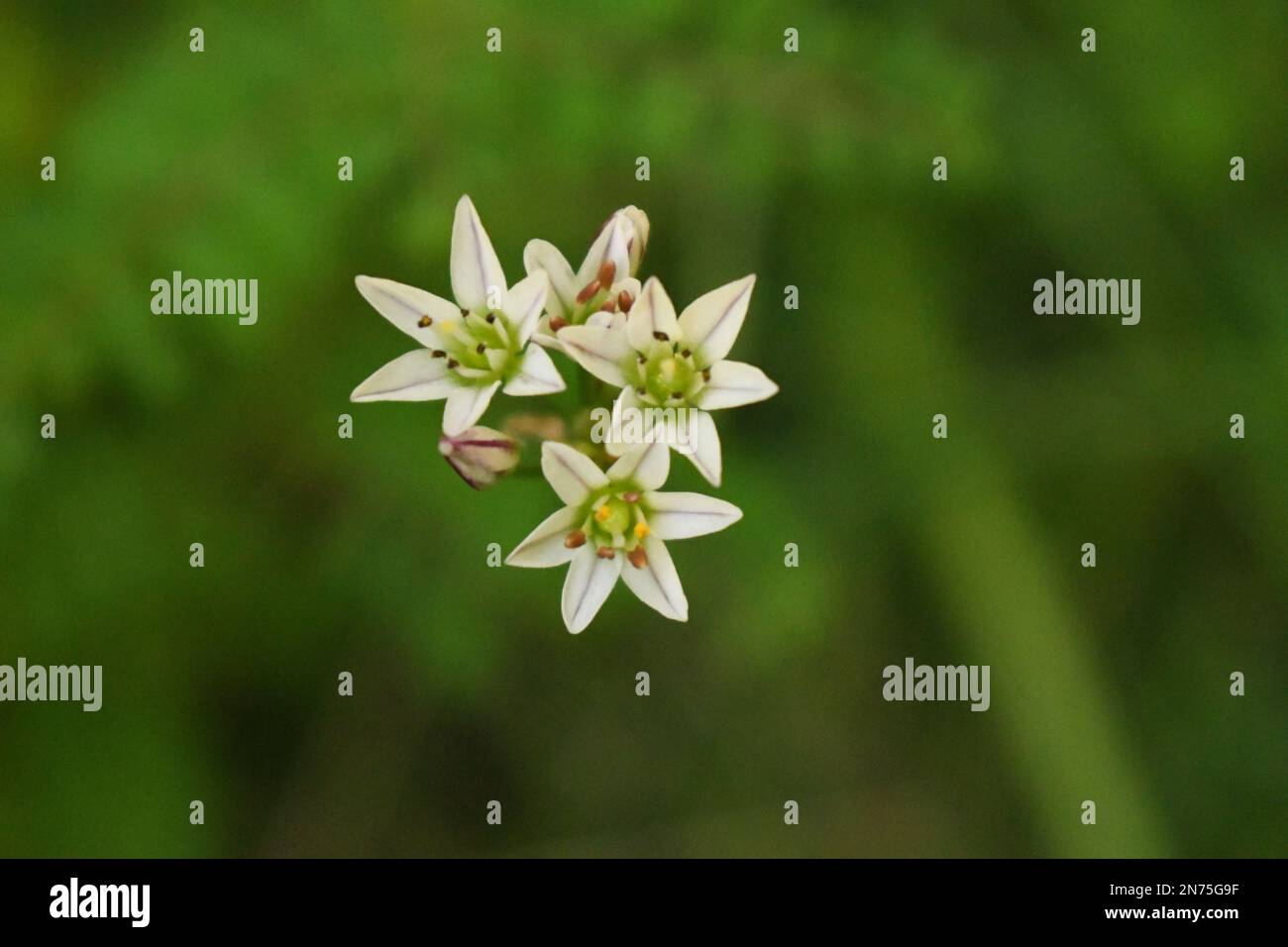 Alho Silvestre - Allium neapolitanum Stock Photo