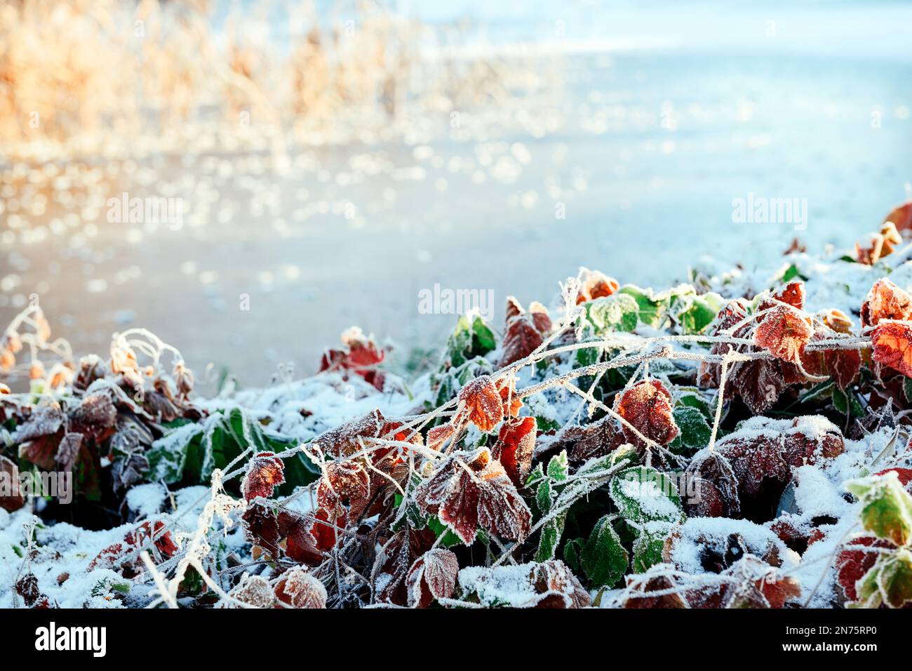 Red and green leaves with frost edge on the edge of a lake in winter, closeup Stock Photo