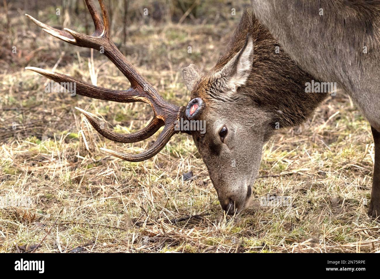 Red deer in spring, stag with only one antler Stock Photo