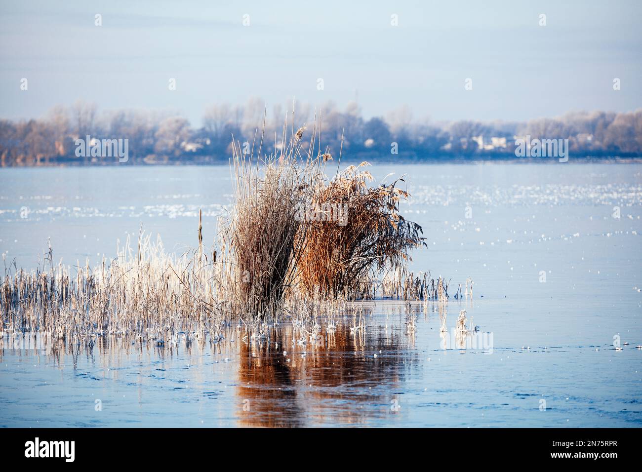 Frozen idyllic lake with frozen reed on the edge in the winter sun Stock Photo