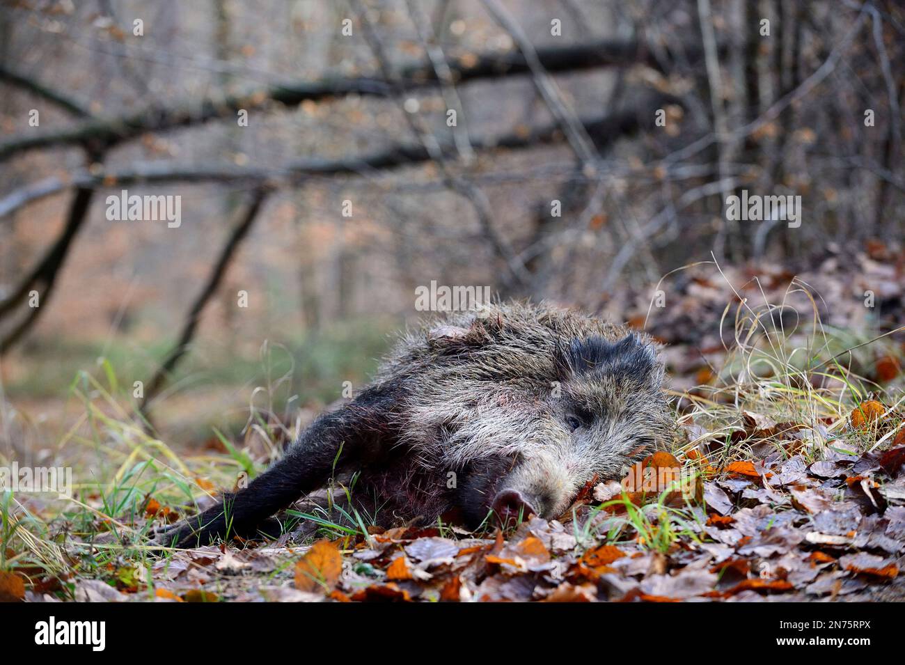 Driven hunt in Stadtprozelten, killed wild boar Stock Photo