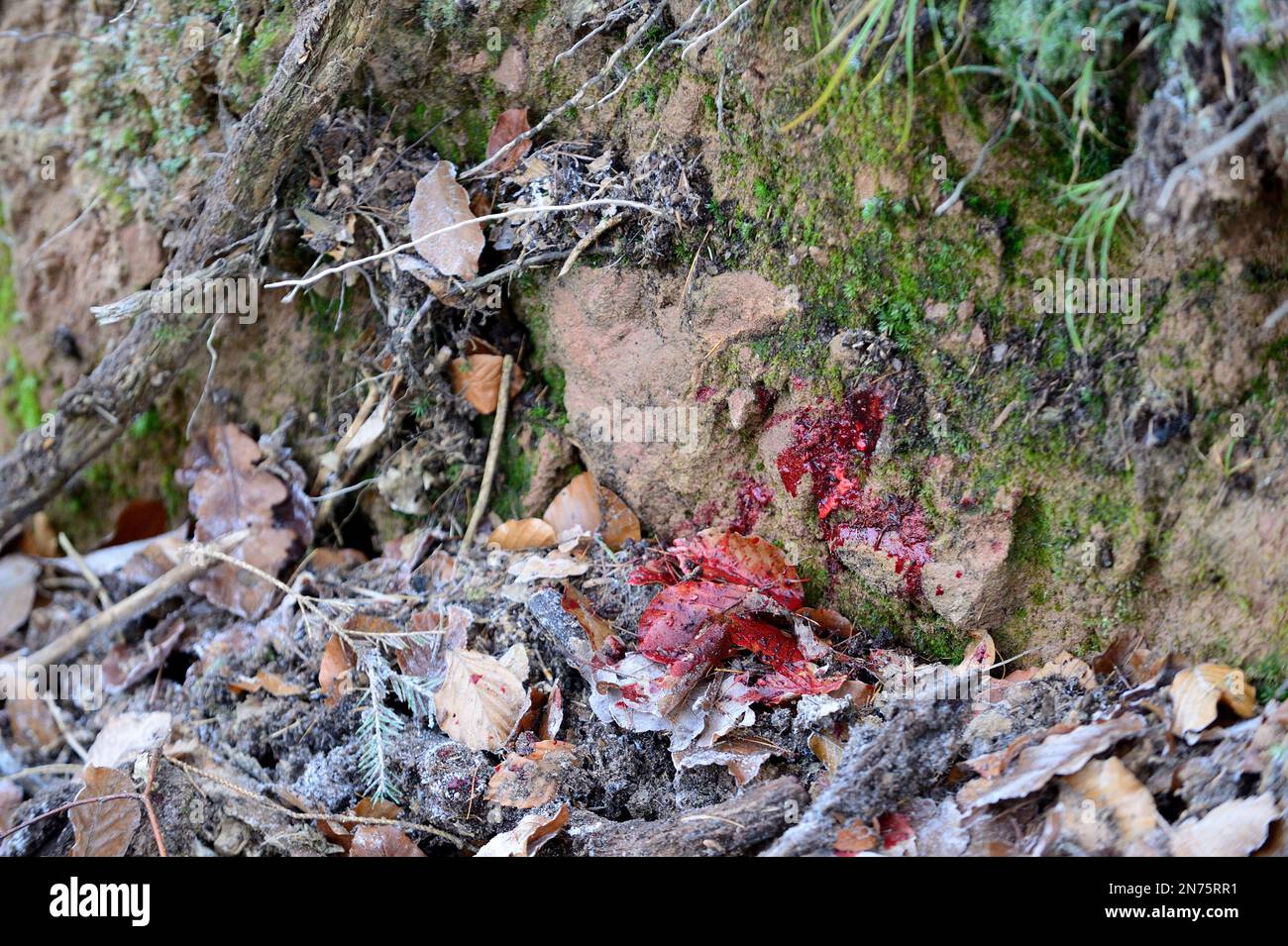 Drive hunt in Stadtprozelten, blood trail in the forest Stock Photo