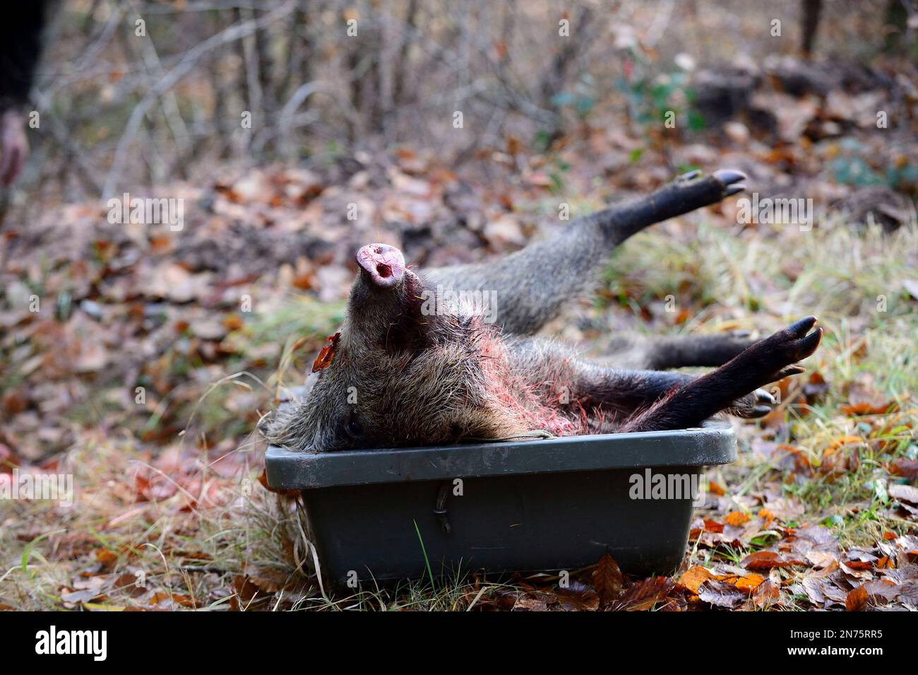 Driven hunt in Stadtprozelten, killed wild boar Stock Photo