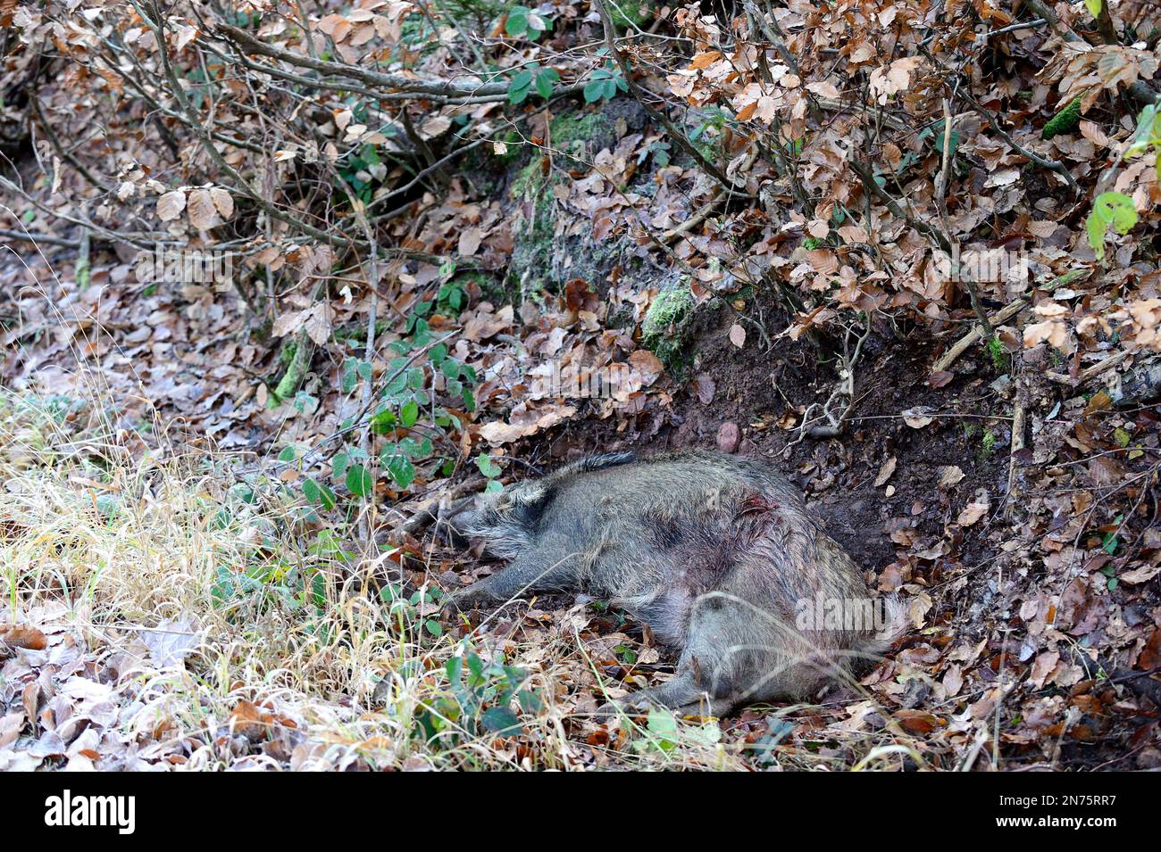 Driven hunt in Stadtprozelten, killed wild boar Stock Photo