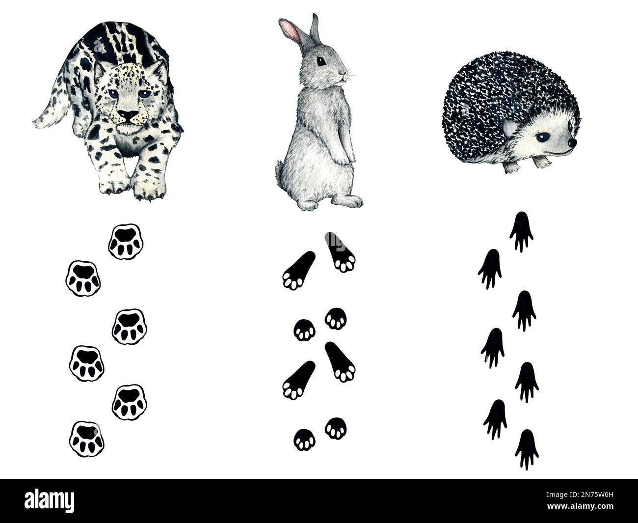 Watercolor wild forest animal footprints. Snow leopard kitten, irbis, hedgehog, hare, rabbit Stock Photo