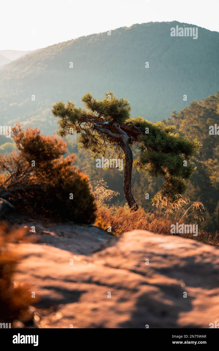 Pine on the precipice, Palatinate Forest, landscape, nature park, Rhineland-Palatinate, Germany Stock Photo