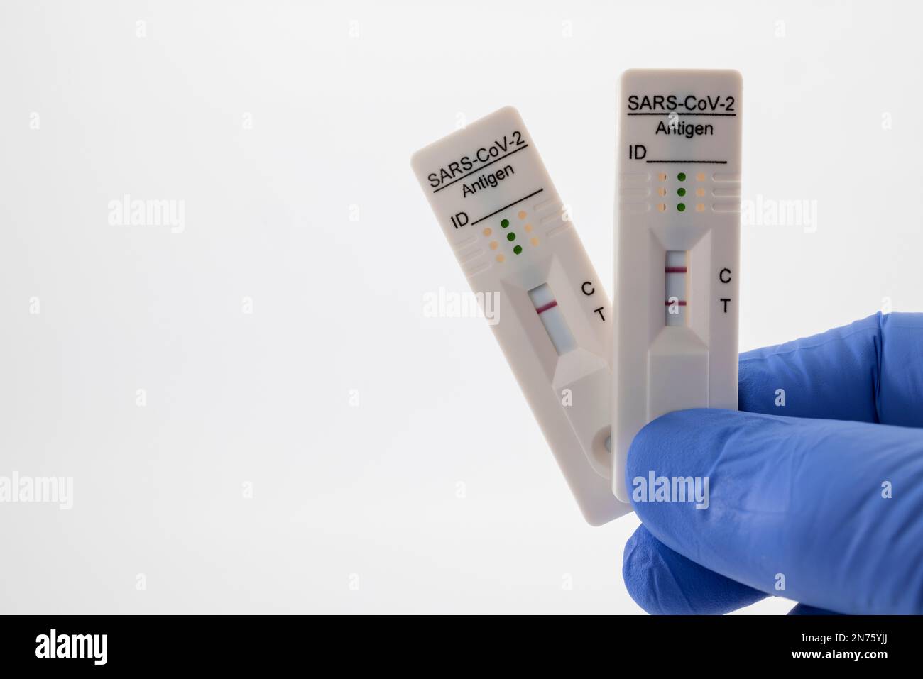 Male hand wearing disposable blue medical glove holding two Rapid SARS-CoV-2 antigen test cassettes with one positive and one negative test result, white background, Stock Photo