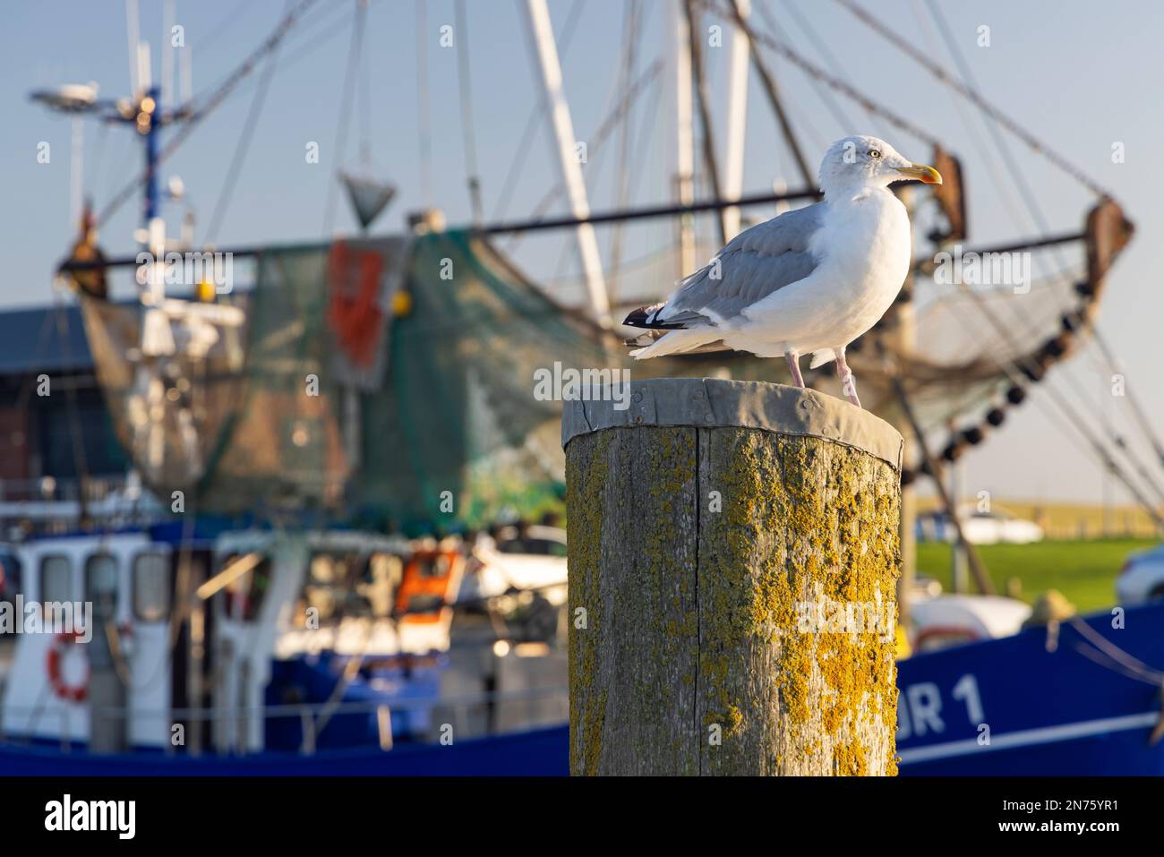 Herring gull, fishing boat in the background, detail, harbor of Dorum-Neufeld, district of Cuxhaven, Lower Saxony, Stock Photo