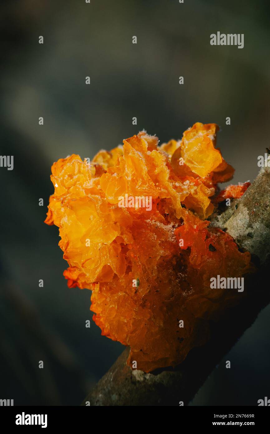 Fungal fungi fungus parasite hires stock photography and images Alamy