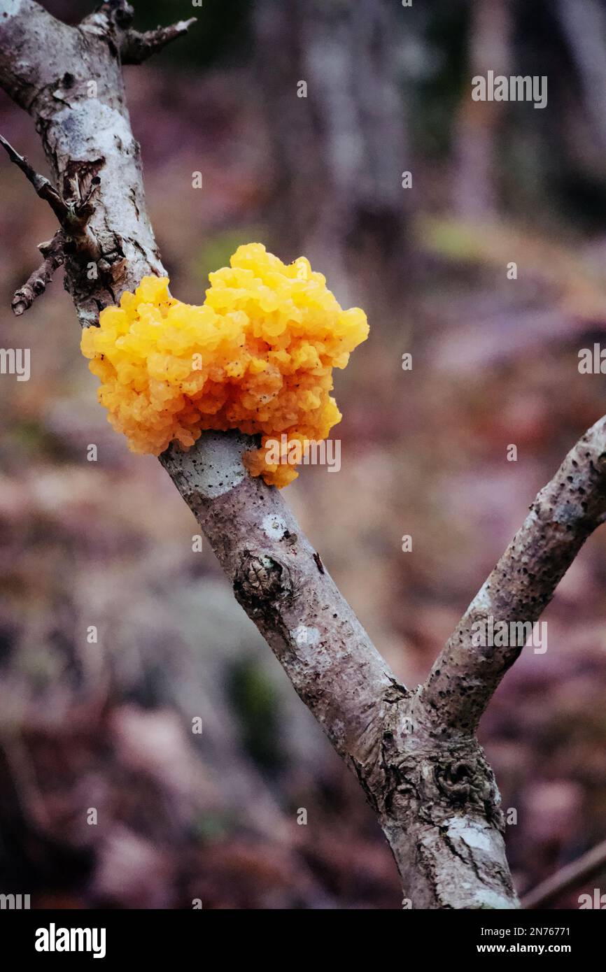 Wild forest mushroomTremella mesenterica is a species of inedible fungus in the Tremellaceae family with a delicately fruity smell. Stock Photo