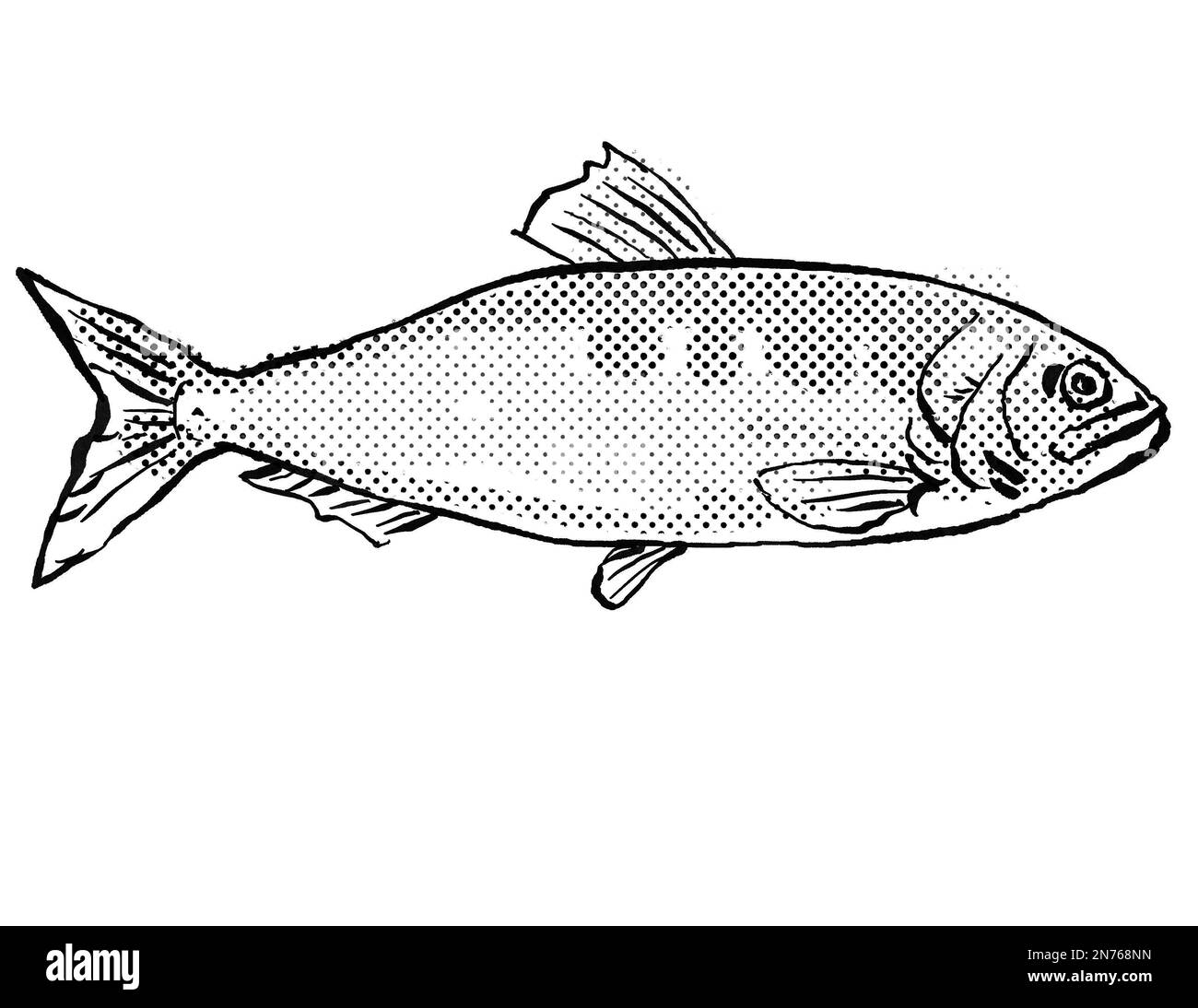 Cartoon style line drawing of an allis shad in the herring family