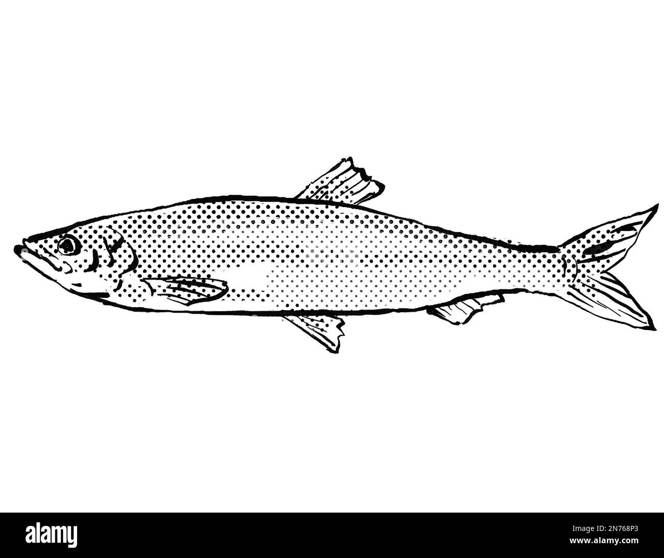 Herring fish Black and White Stock Photos & Images - Alamy