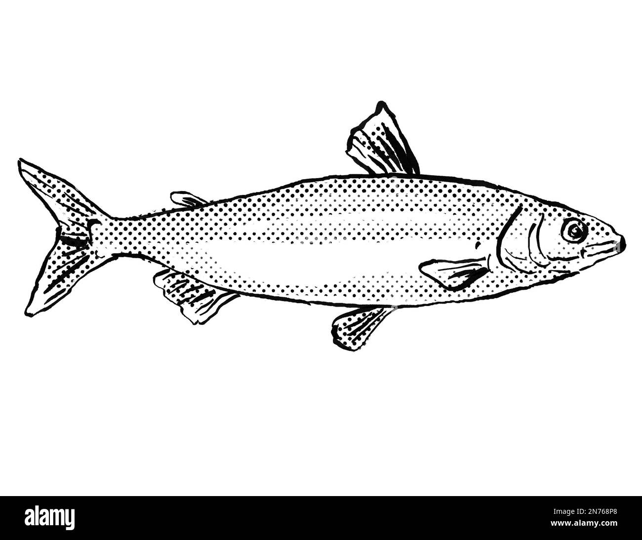 Cartoon style line drawing of a European whitefish or Coregonus lavaretus  a fish endemic to Germany and Europe in Atlantic Ocean with halftone dots s Stock Photo
