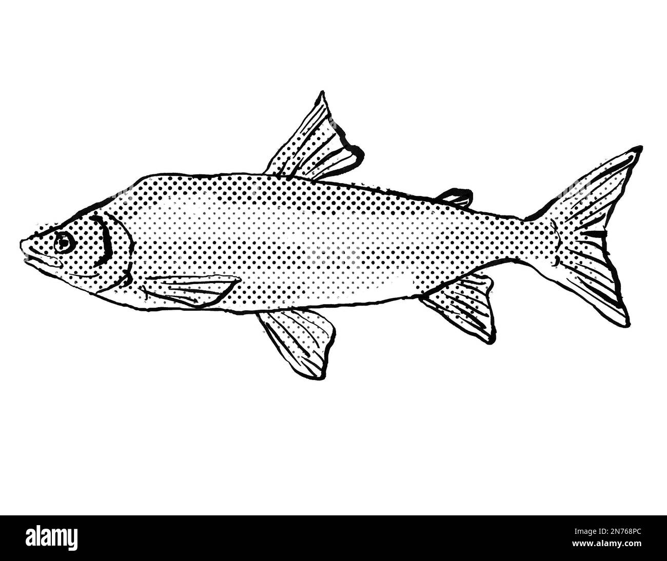 Cartoon style line drawing of a Humpback whitefish a fish endemic to