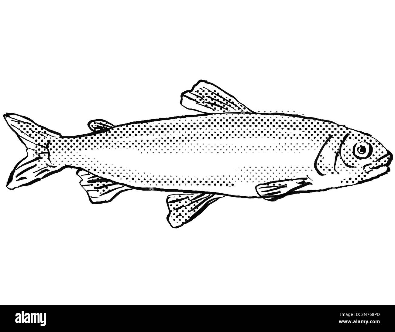 Cartoon style line drawing of a Maraena whitefish or Coregonus maraena
