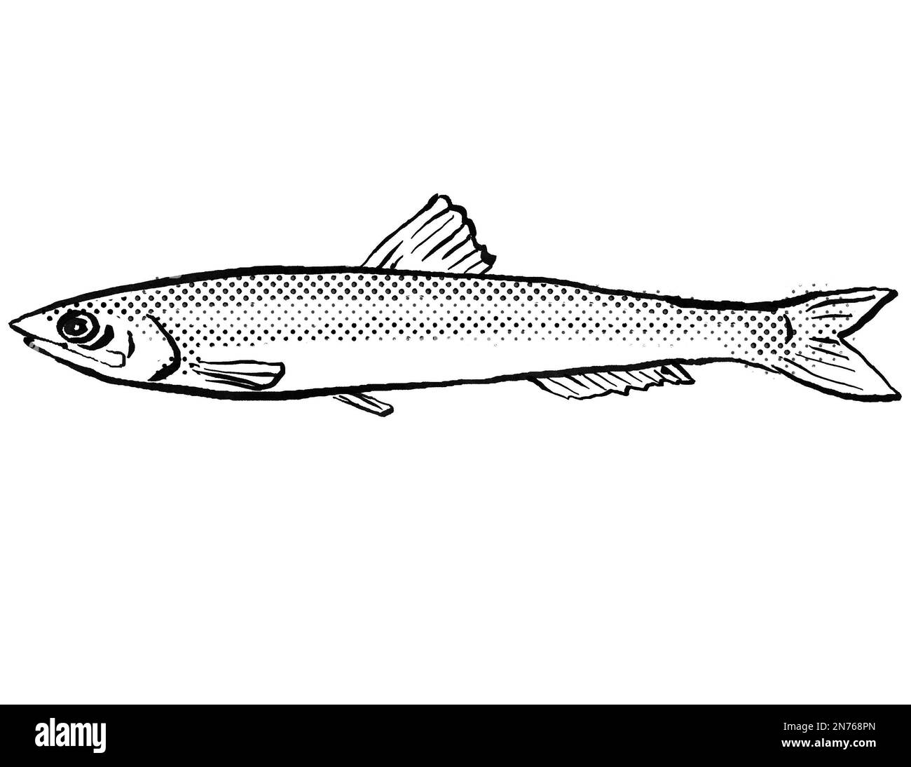 Cartoon style line drawing of a European anchovy or Engraulis encrasicolus  a fish endemic to Germany and Europe in Atlantic Ocean with halftone dots Stock Photo