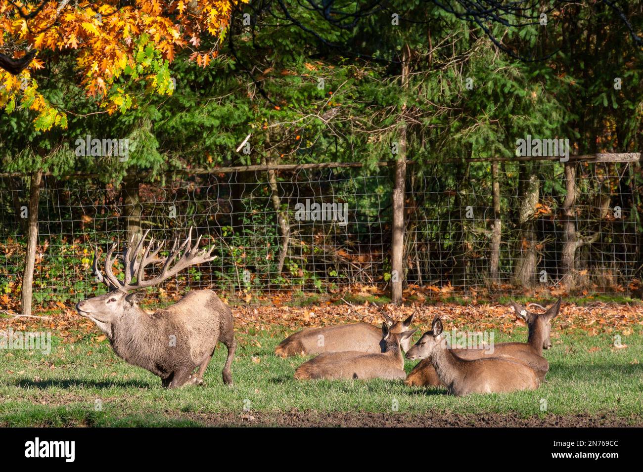 Germany, Hesse, Odenwaldkreis, Michelstadt, English Garden Eulbach, deer in the game park Stock Photo