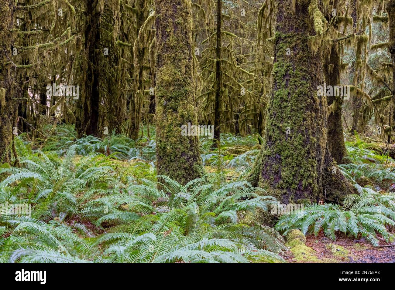 Hoh Rain Forest, Olympic National Park, Washington, USA.   Douglas Fir trees and Western Swordfern on the Spruce Nature trail. Stock Photo