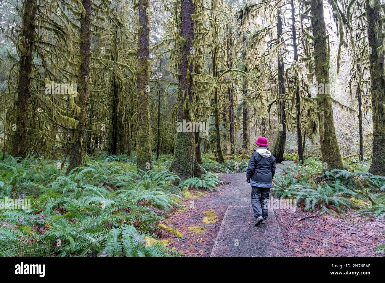 Hoh Rain Forest, Olympic National Park, Washington, USA.   Woman walking on the Spruce nature trail full of moss-covered Douglas Fir trees and Western Stock Photo