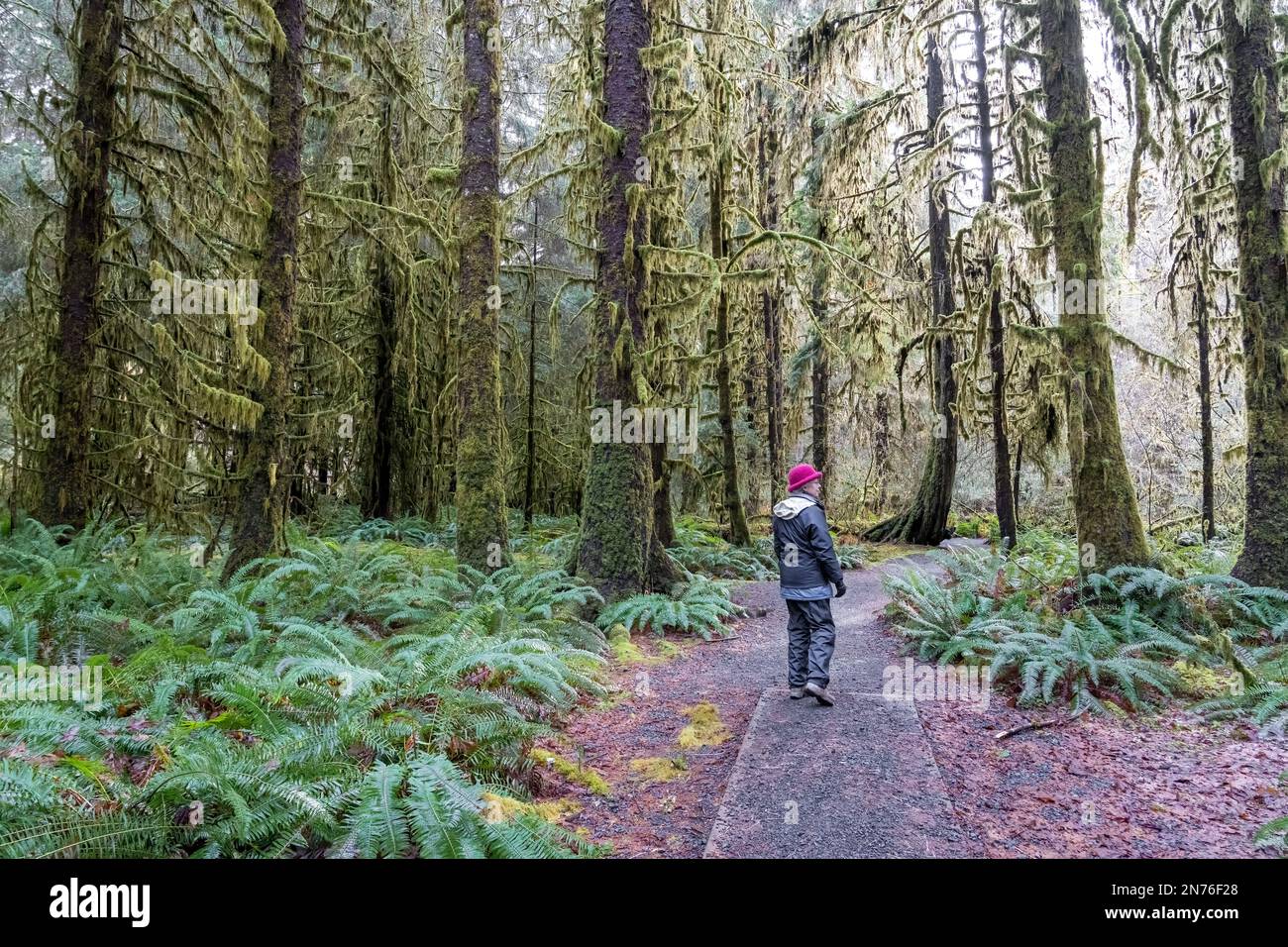 Hoh Rain Forest, Olympic National Park, Washington, USA.   Woman walking on the Spruce nature trail full of moss-covered Douglas Fir trees and Western Stock Photo