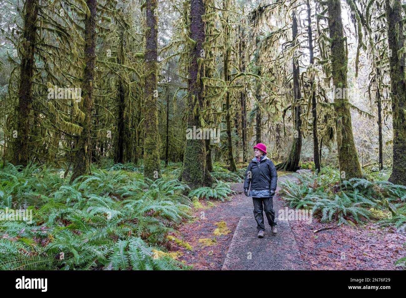 Hoh Rain Forest, Olympic National Park, Washington, USA.   Woman walking on the Spruce nature trail full of moss-covered Douglas Fir trees and Western Stock Photo