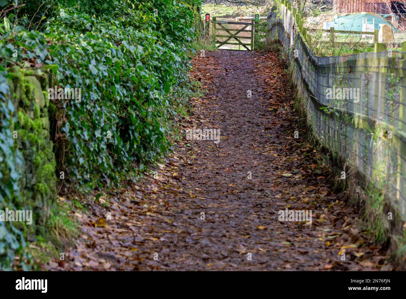 Unpaved Path An unpaved muddy path with fallen leaves between fence and green plants ...