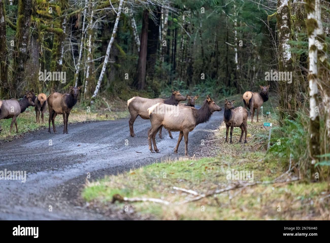 Quinault, Washington, USA.   Herd of Roosevelt Elk crossing a dirt road cautiously Stock Photo