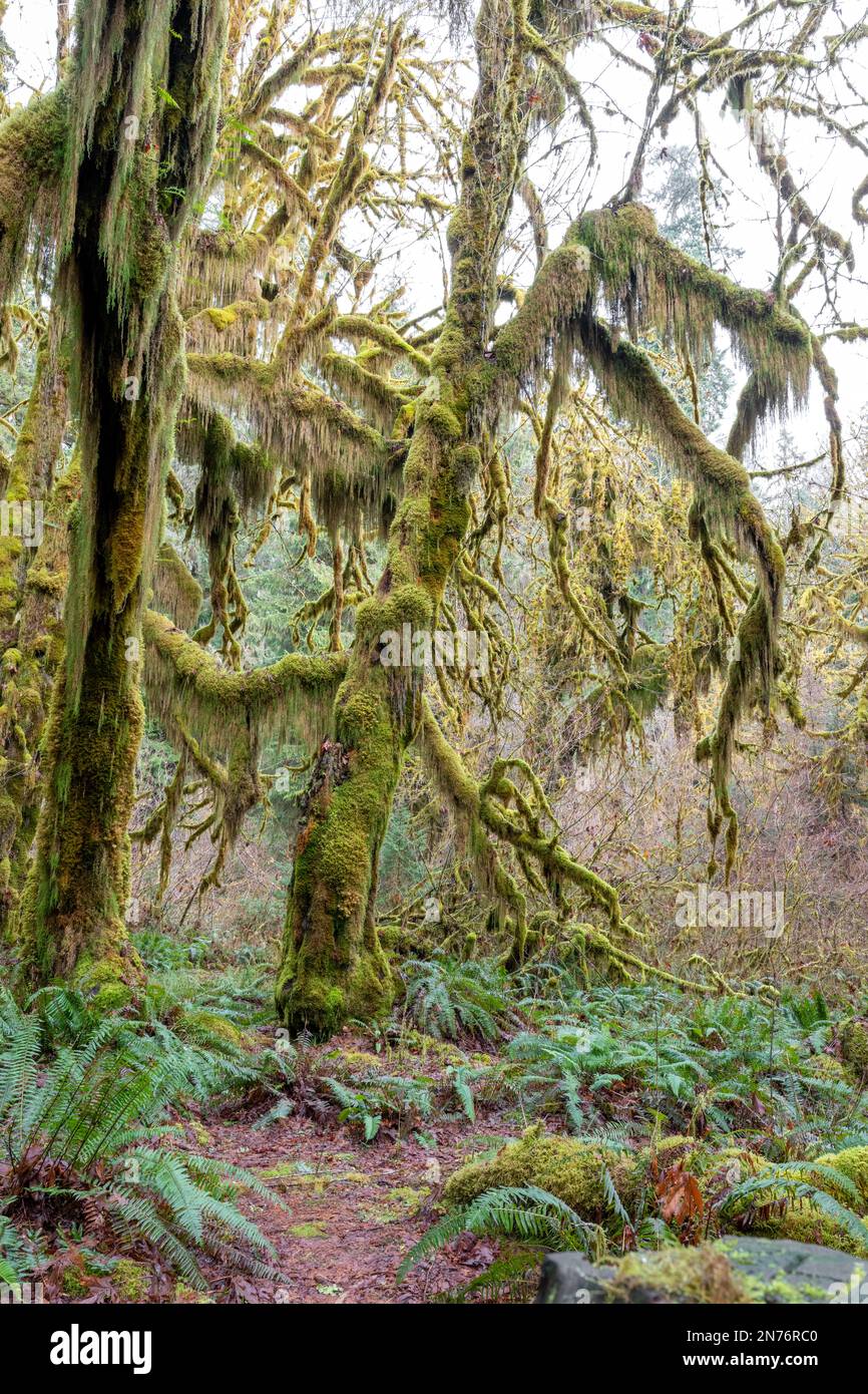 Hoh Rain Forest, Olympic National Park, Washington, USA.  lush beards of clubmoss are attached to branches, but feed only on air and light.  Western S Stock Photo