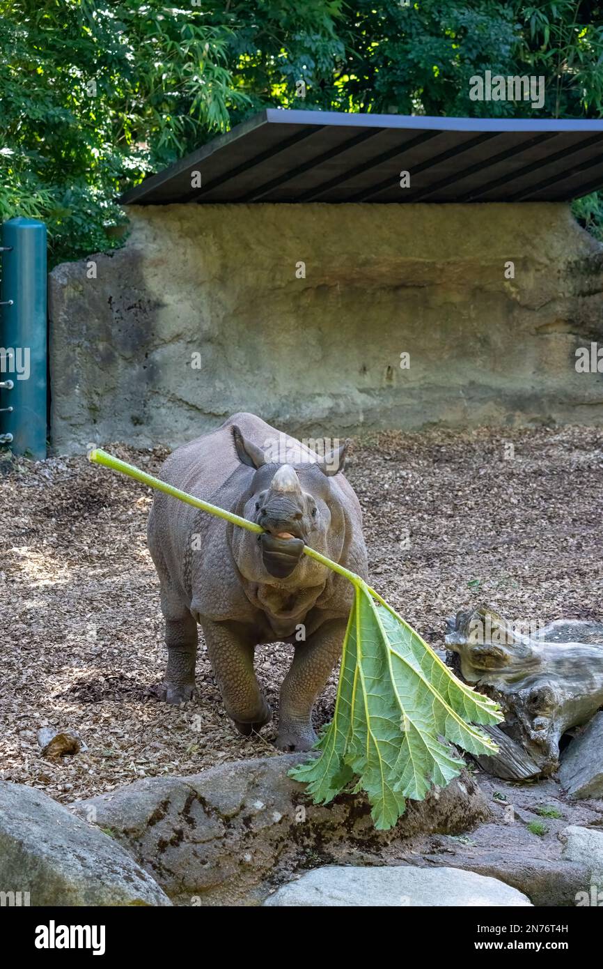 Woodland Park Zoo, Seattle, Washington, USA.  Rhinoceros eating a large leafy branch Stock Photo