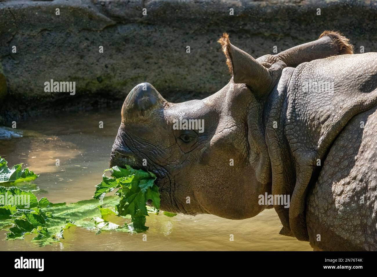 Woodland Park Zoo, Seattle, Washington, USA.  Rhinoceros in water eating leaves Stock Photo