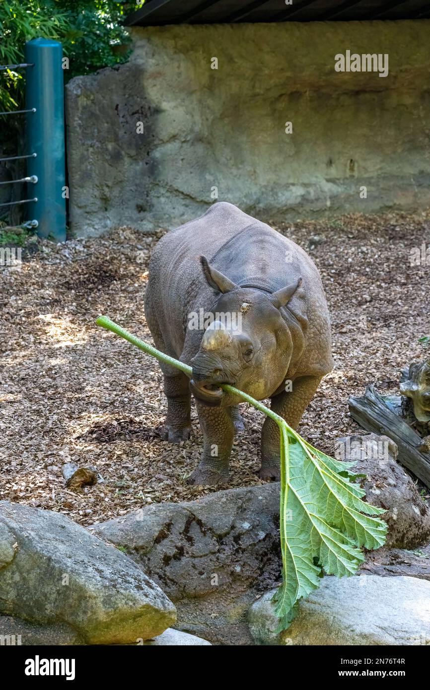 Woodland Park Zoo, Seattle, Washington, USA.  Rhinoceros eating a large leafy branch Stock Photo