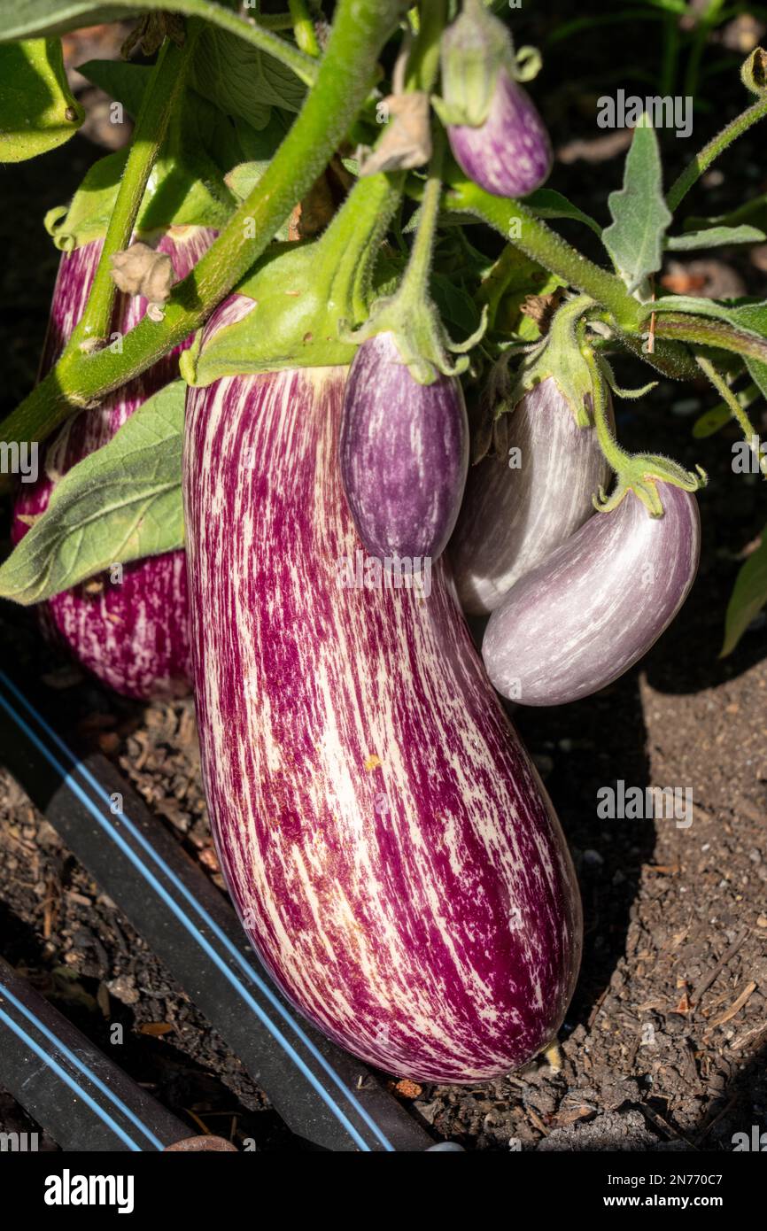 Issaquah, Washington, USA. Annina eggplant growing on the vine Stock