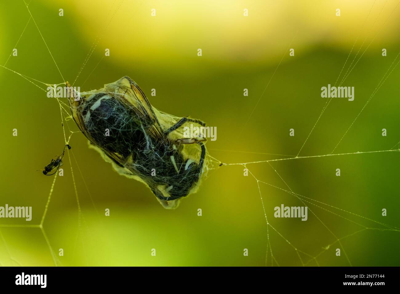 Issaquah, Washington, USA.   Blackjacket wasp caught in a spider web Stock Photo