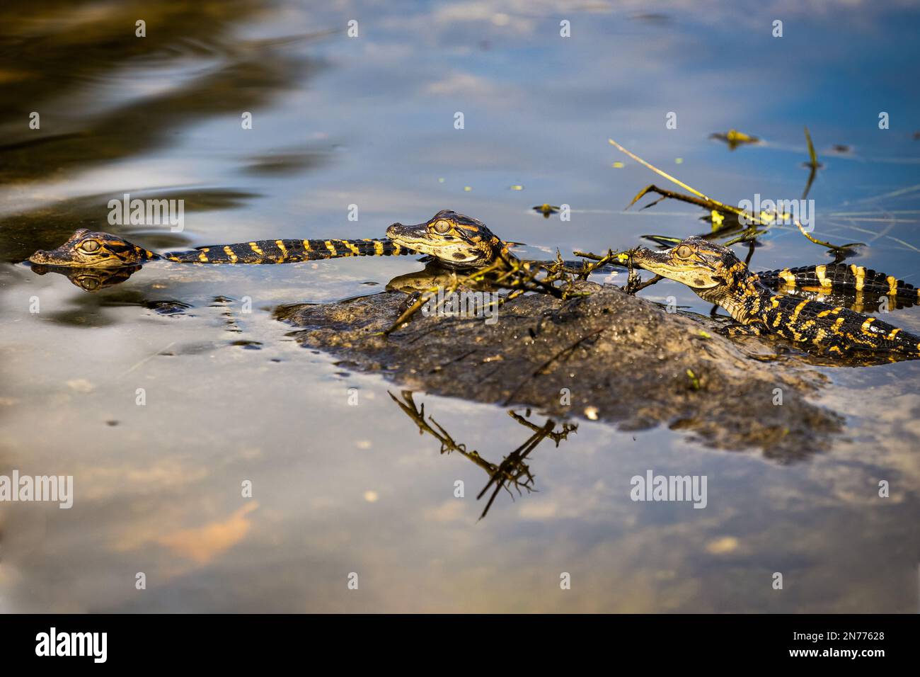 A Closeup Of Little Crocodiles On A Water Stock Photo Alamy a-closeup-of-little-crocodiles-on-a-water-stock-photo-alamy
