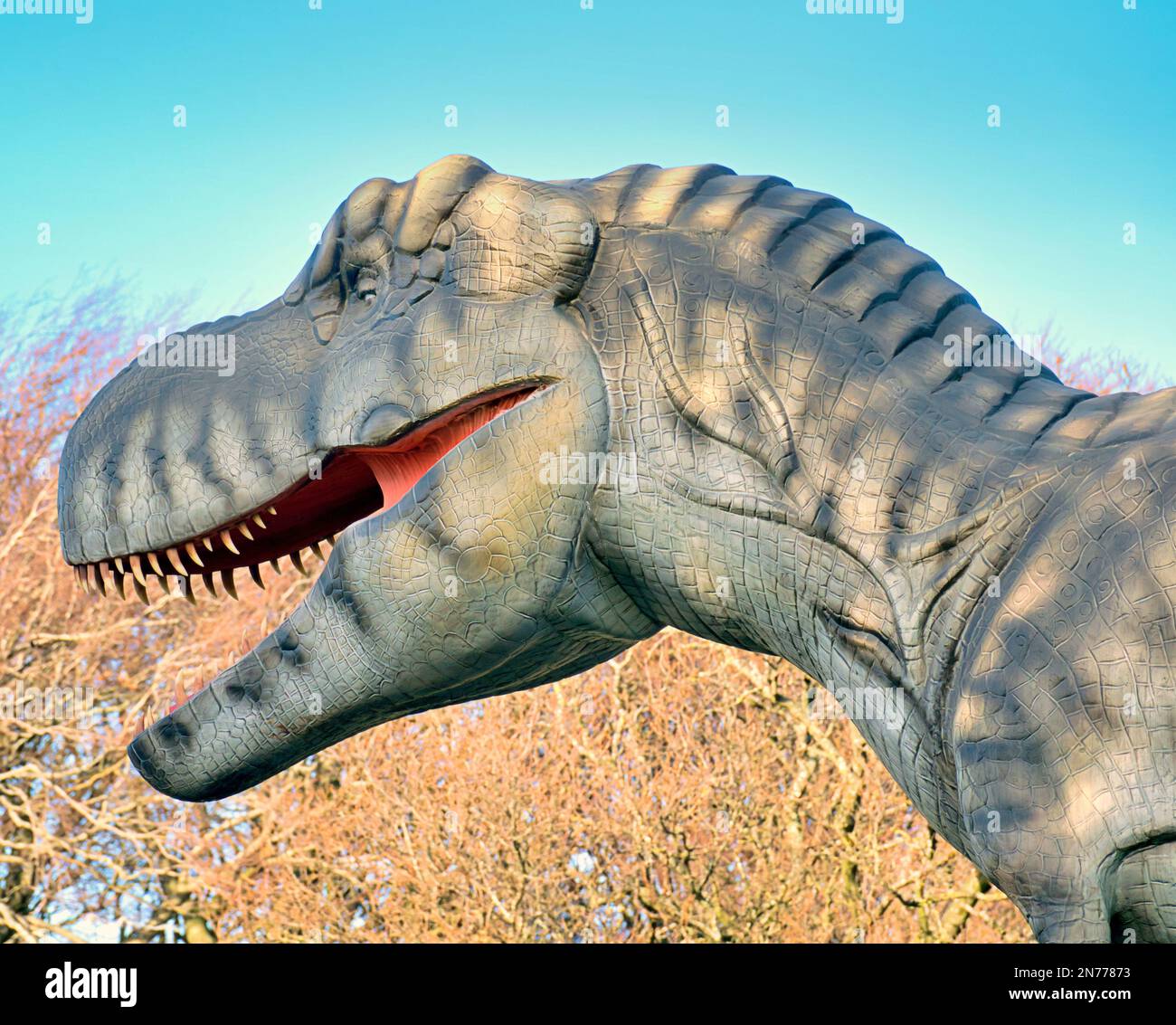 animatronic model  of Tyrannosaurus rex often called T. rex or colloquially T-Rex at Edinburgh Zoo Hilltop dinosaur display Stock Photo