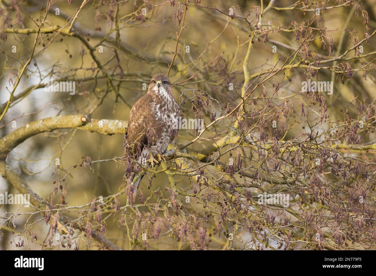 Common buzzard Buteo buteo, adult perched in Alder, Suffolk, England, February Stock Photo