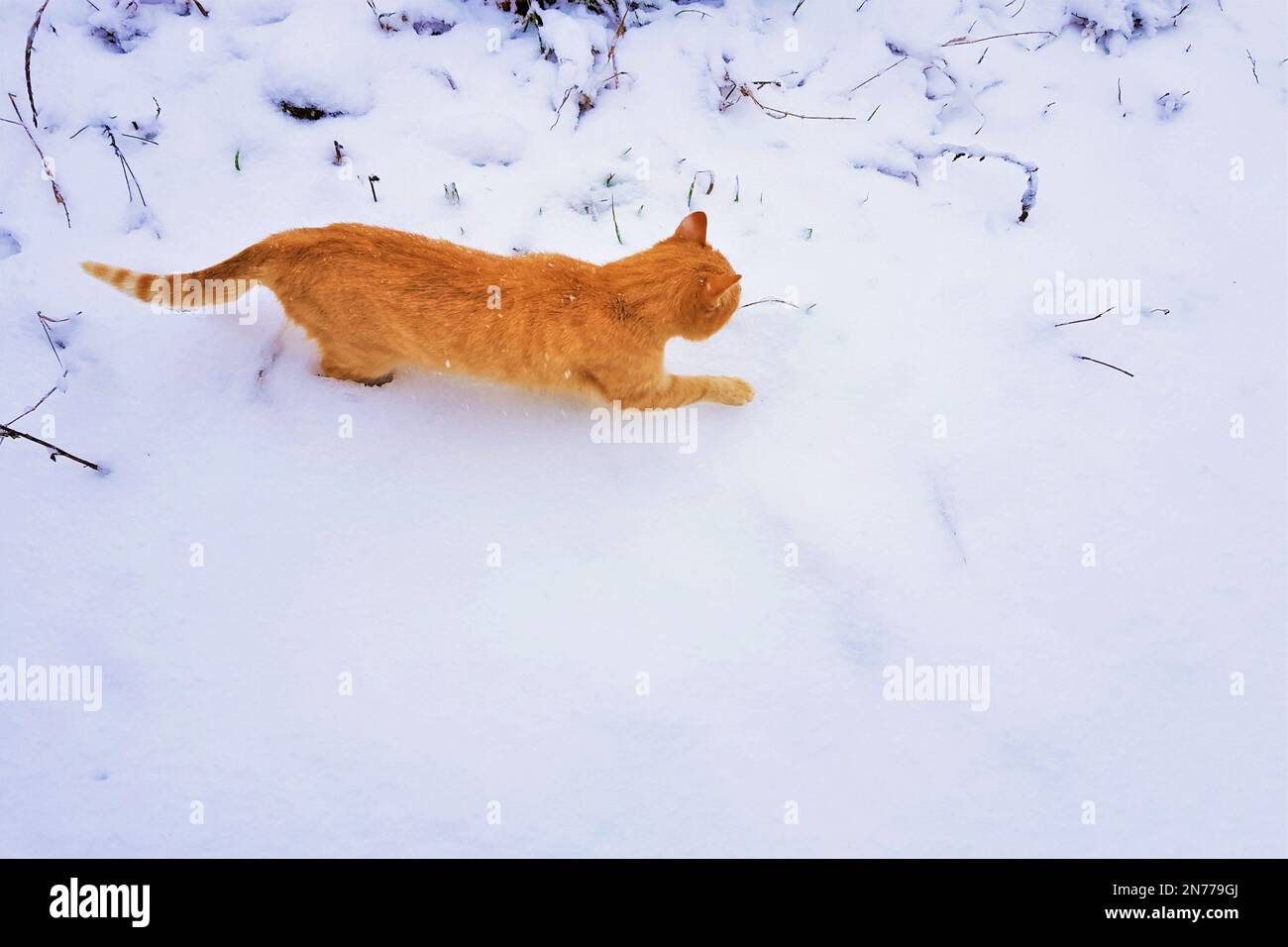 ginger cat walk in snowy field Stock Photo Alamy