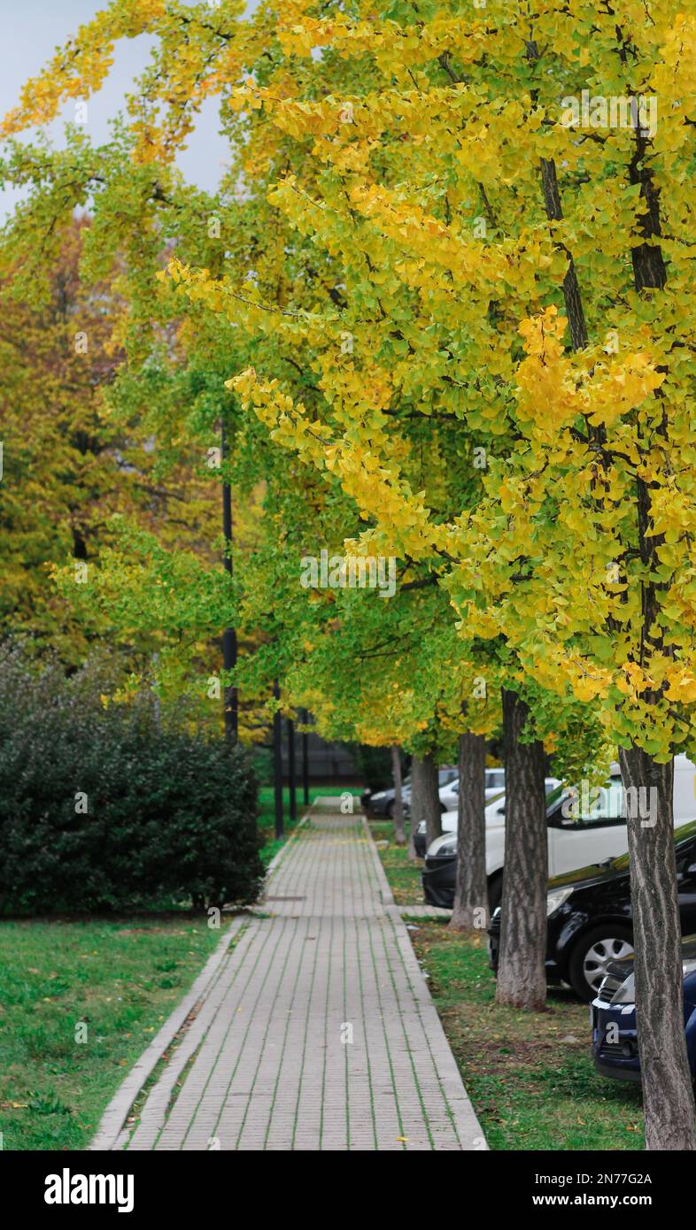 Vertical shot forest pathway hi-res stock photography and images - Alamy