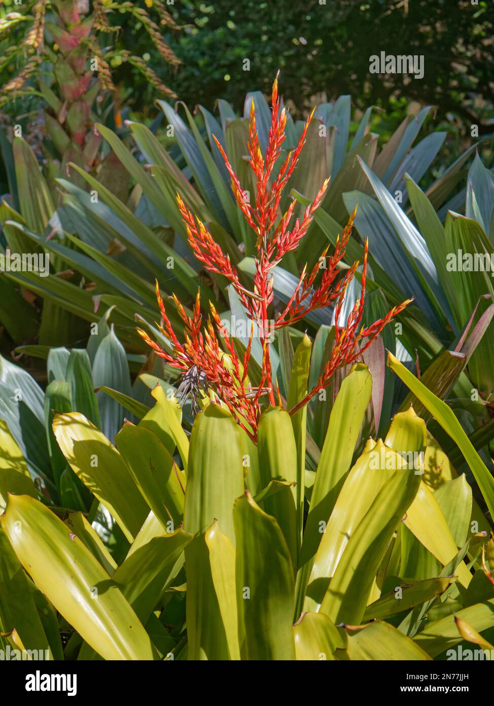 Blanchet’s aechmea (Aechmea blanchetiana) a colourful bromeliad species from Brazil, flowering, Puerto de la Cruz Botanical Garden, Tenerife, Canary I Stock Photo