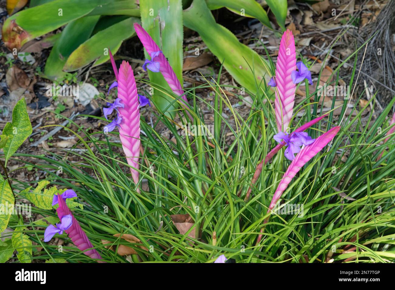 Bromeliad (Wallisia lindeniana / Tillandsia lindeniana) a colourful species from Ecuador, Puerto de la Cruz Botanical Garden, Tenerife, Canaries. Stock Photo