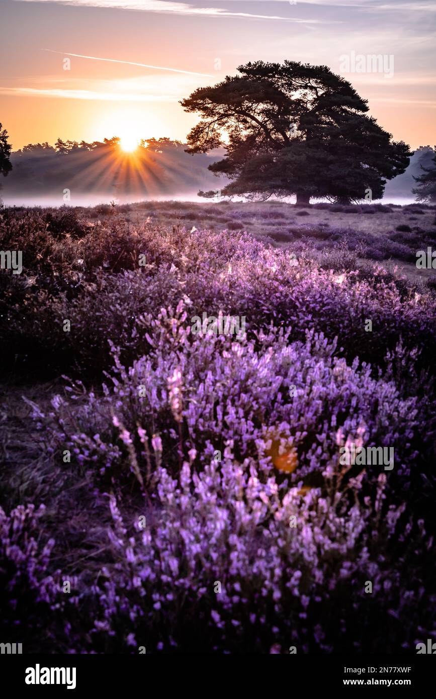 A beautiful vertical view of purple flowers in a field with a tree ...