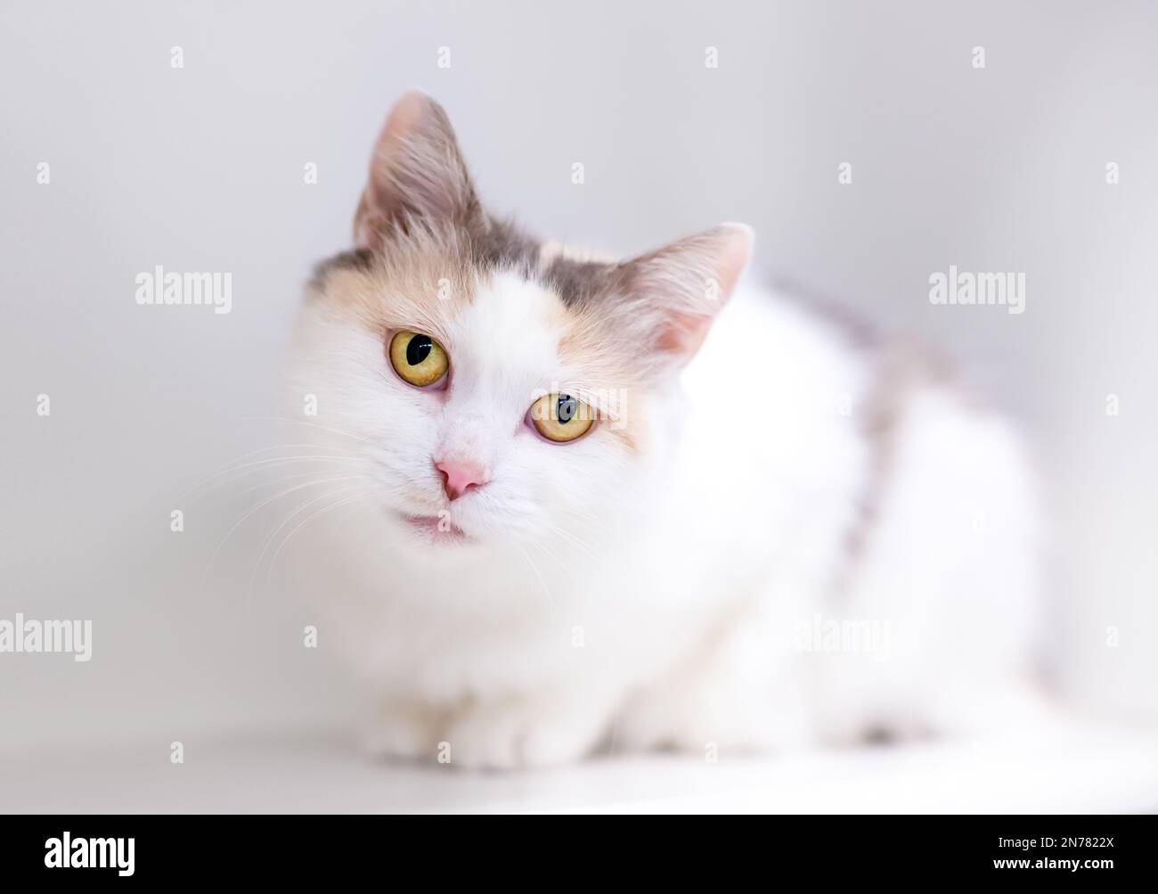 A Dilute Calico shorthair cat in a crouching position looking at the
