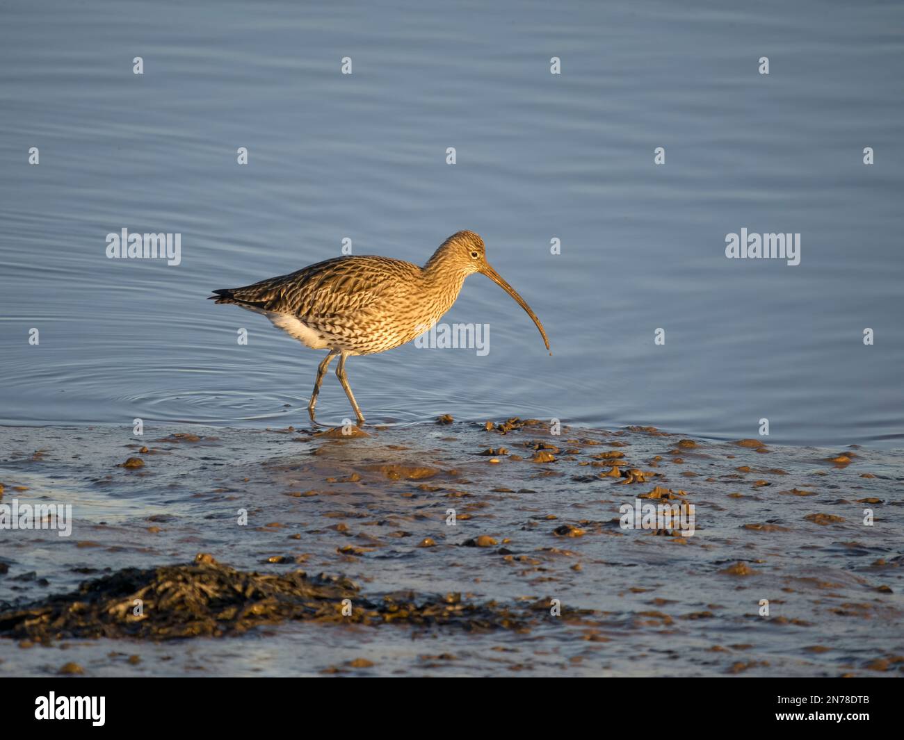 Curlew, Numenius arquata, single bird by water, Norfolk, February 2023 Stock Photo
