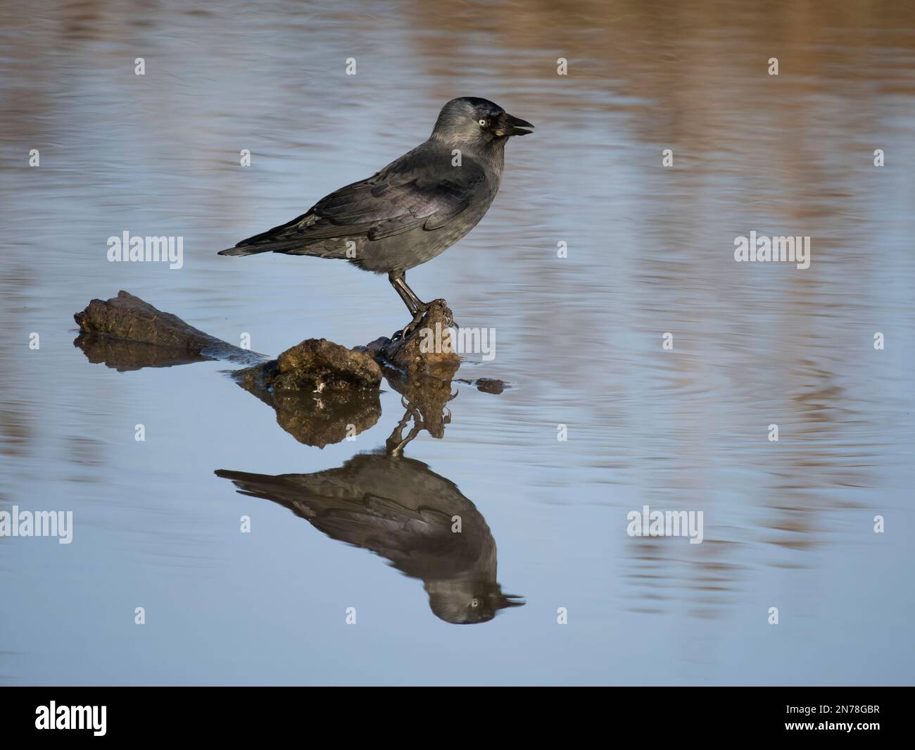 Jackdaw, Corvus monedula, single bird by water, Gloucestershire, February 2023 Stock Photo