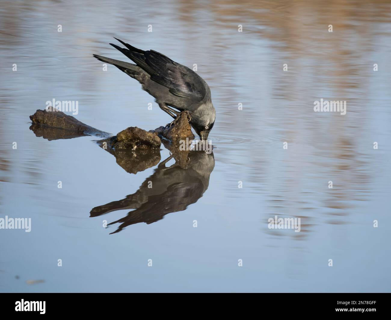 Jackdaw, Corvus monedula, single bird by water, Gloucestershire, February 2023 Stock Photo