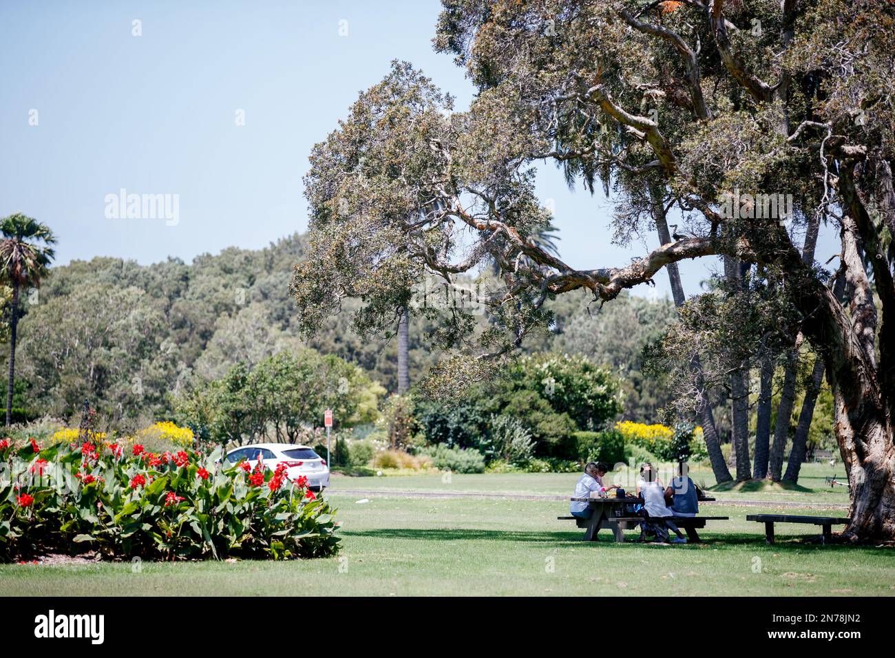 People picnic at Centennial Park in Sydney, Thursday, February 2, 2023