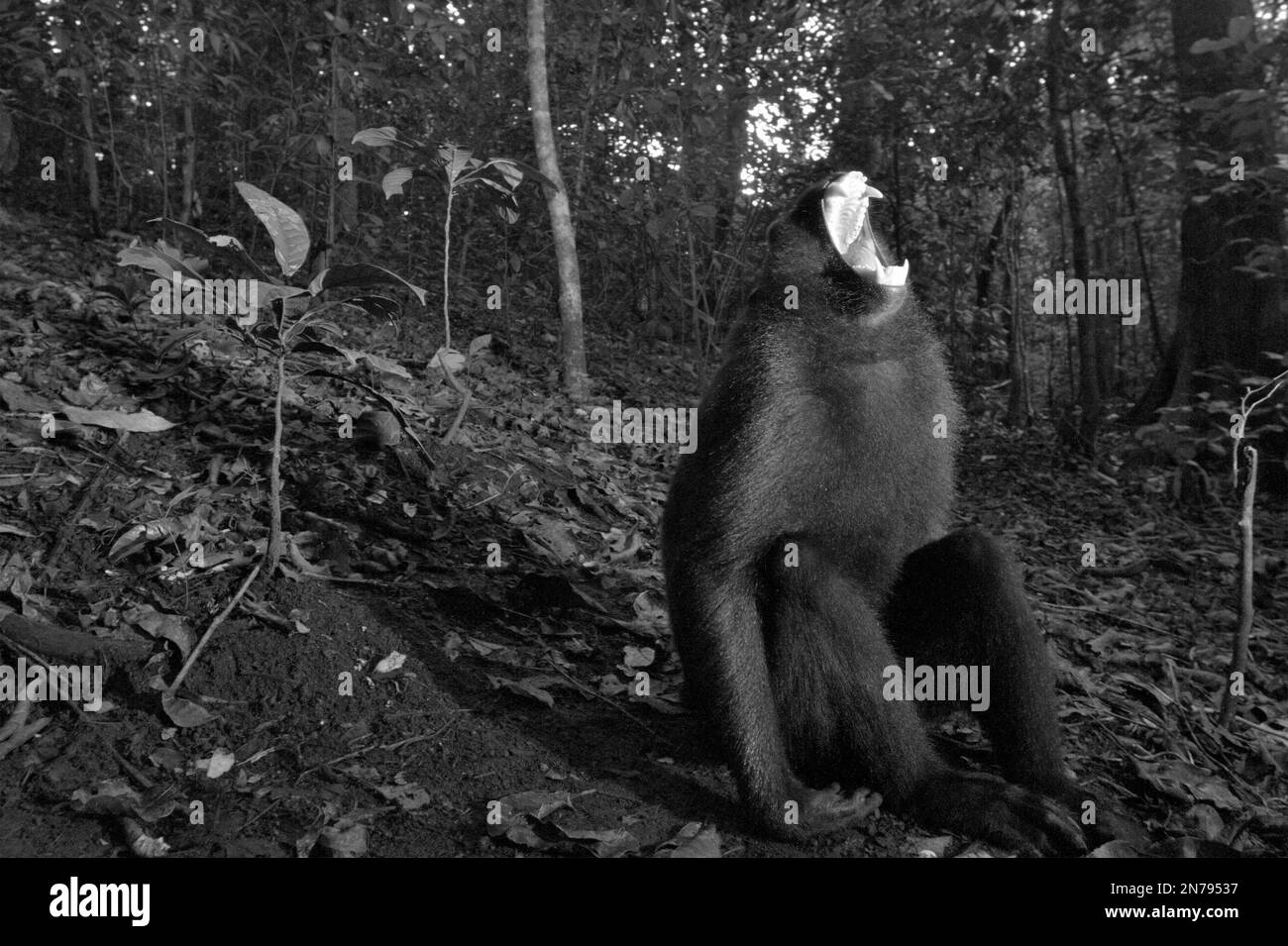 A Sulawesi crested-black macaque (Macaca nigra) is showing a scream-like, wide-opening mouth display in Tangkoko forest, North Sulawesi, Indonesia. Facial expressions are a main communication channel used by many different species of primate, wrote a team of primate scientists led by Jerome Micheletta in their 2015 paper accessed through PubMed (National Library of Medicine, National Center for Biotechnology Information). Stock Photo