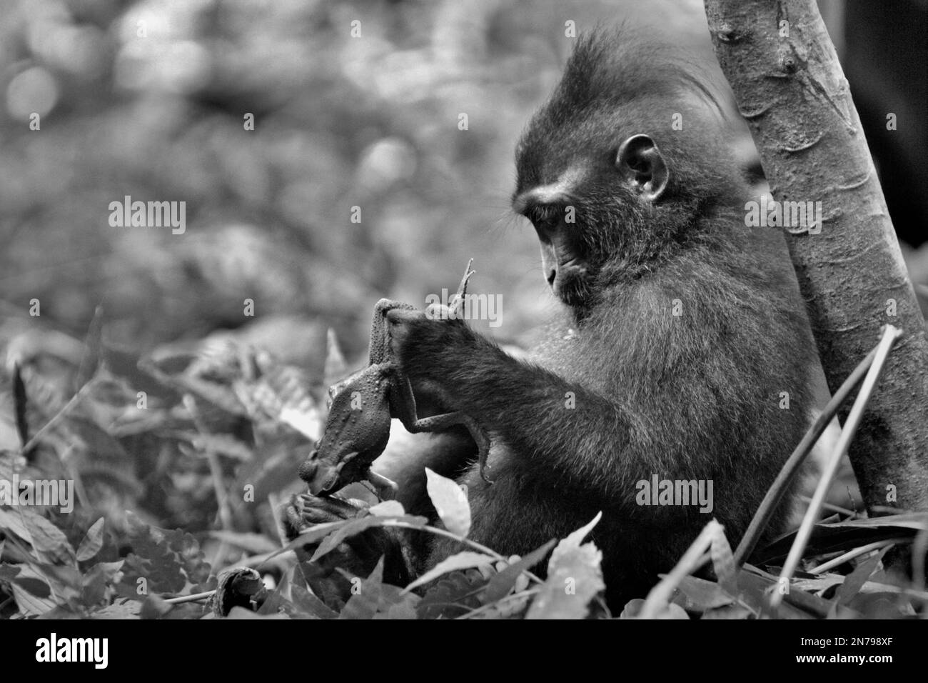 A juvenile individual of Sulawesi blackcrested macaque (Macaca nigra